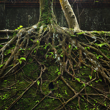 Tree Roots